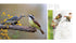 WOODPECKER: A YEAR IN THE LIFE OF NORTH AMERICAN WOODPECKERS - BANNICK. PAUL
